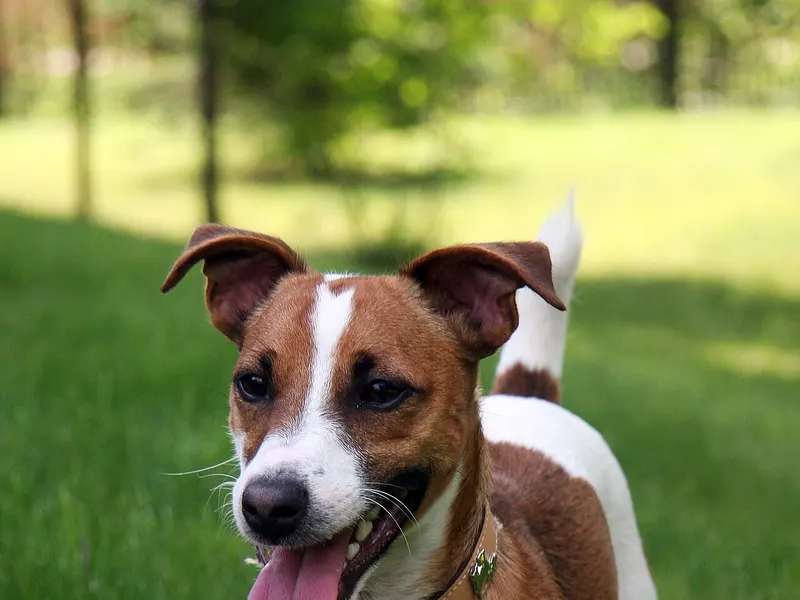Jack Russell Terrier