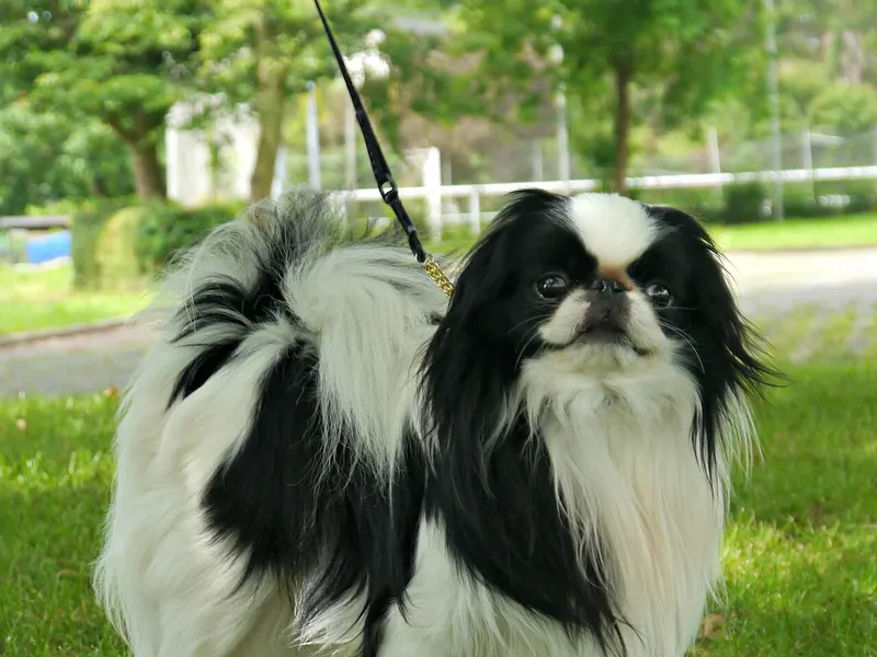 Japanese Chin