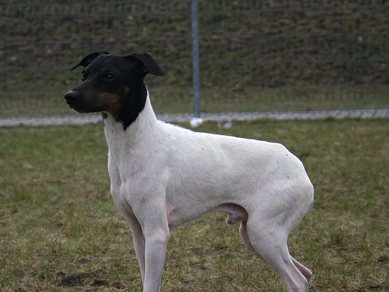 Japanese Terrier