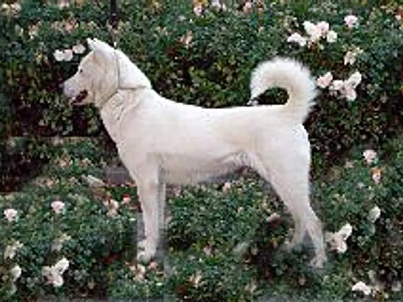 Kishu Ken