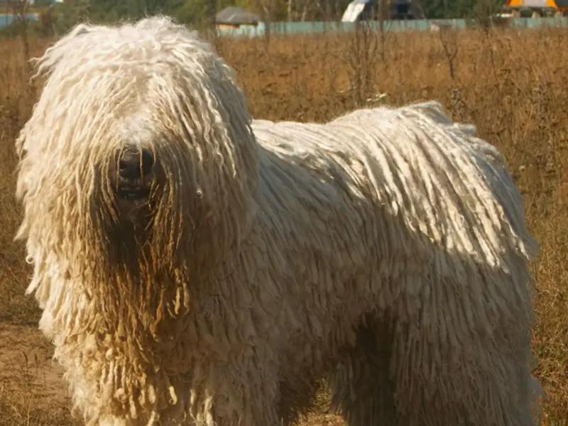 Komondor