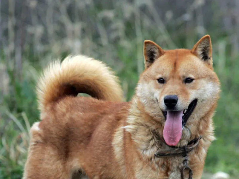 Korean Jindo Dog