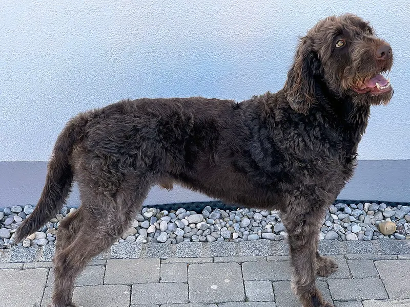 Labradoodle