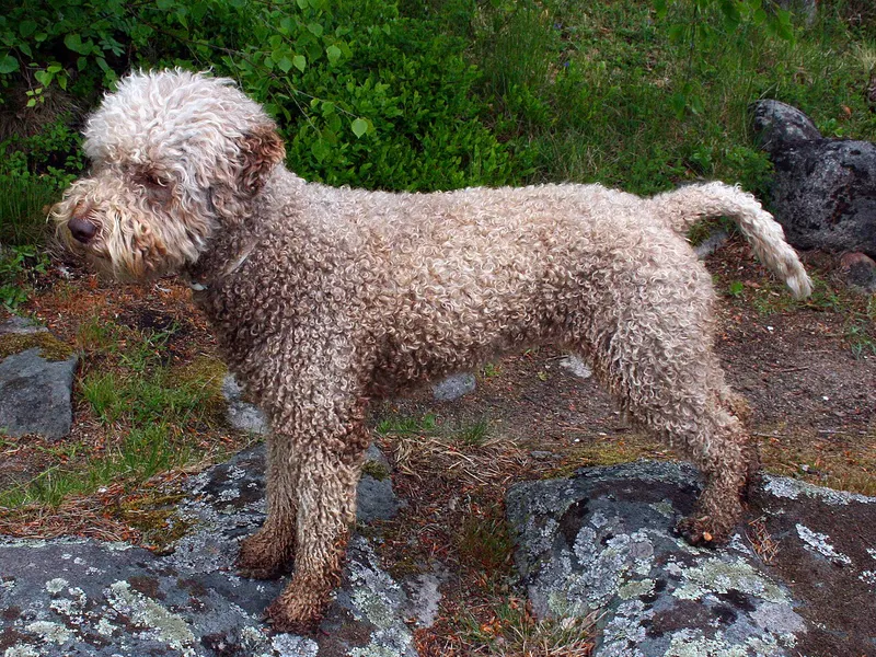 Lagotto Romagnolo
