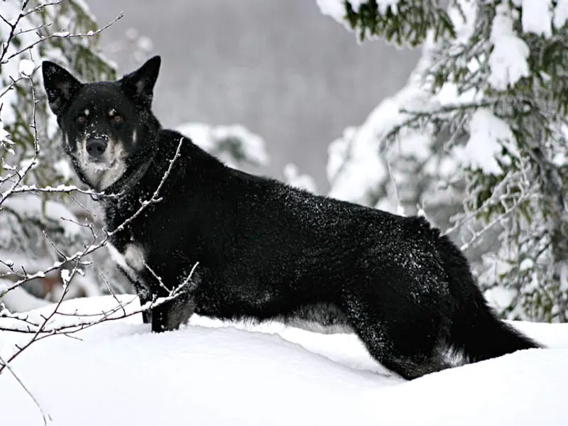 Lapponian Herder