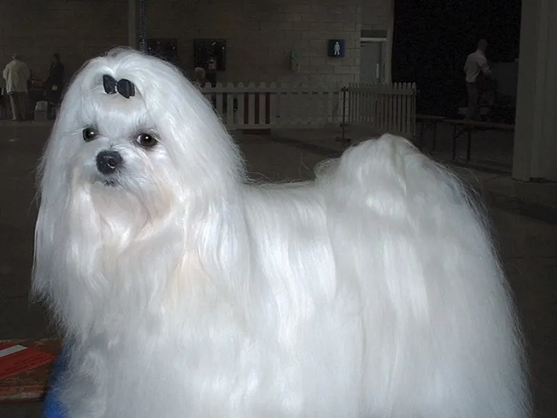 Maltese