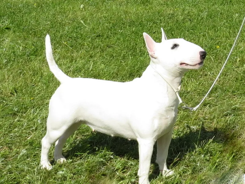 Miniature Bull Terrier