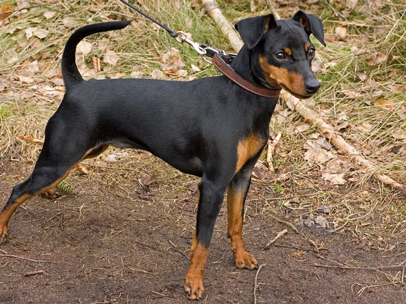 Miniature Pinscher