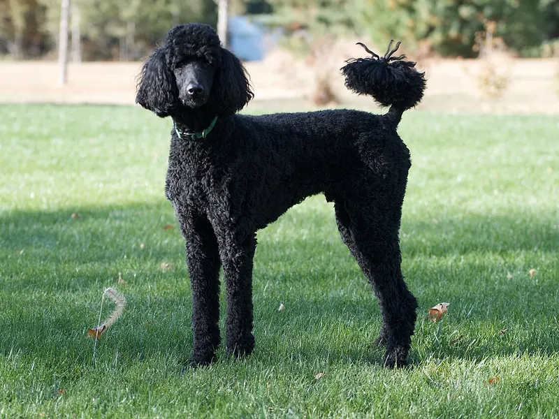 Miniature Poodle