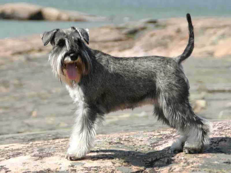 Miniature Schnauzer