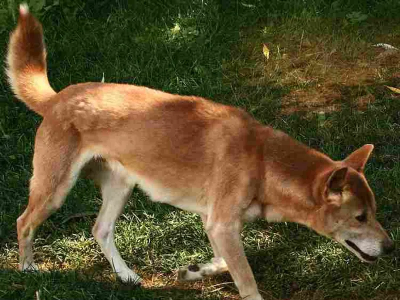 New Guinea Singing Dog
