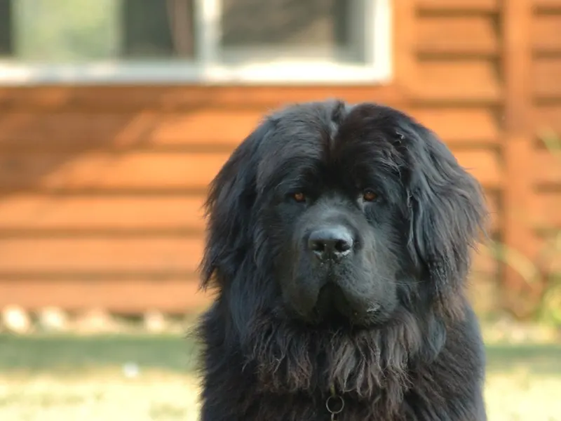 Newfoundland