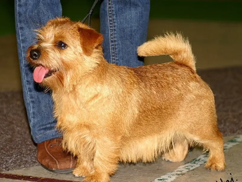 Norfolk Terrier