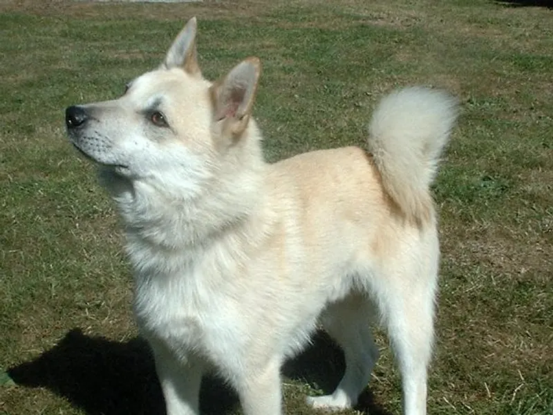 Norwegian Buhund