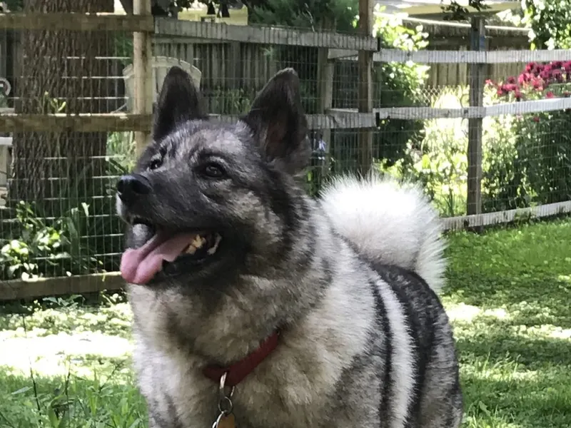 Norwegian Elkhound
