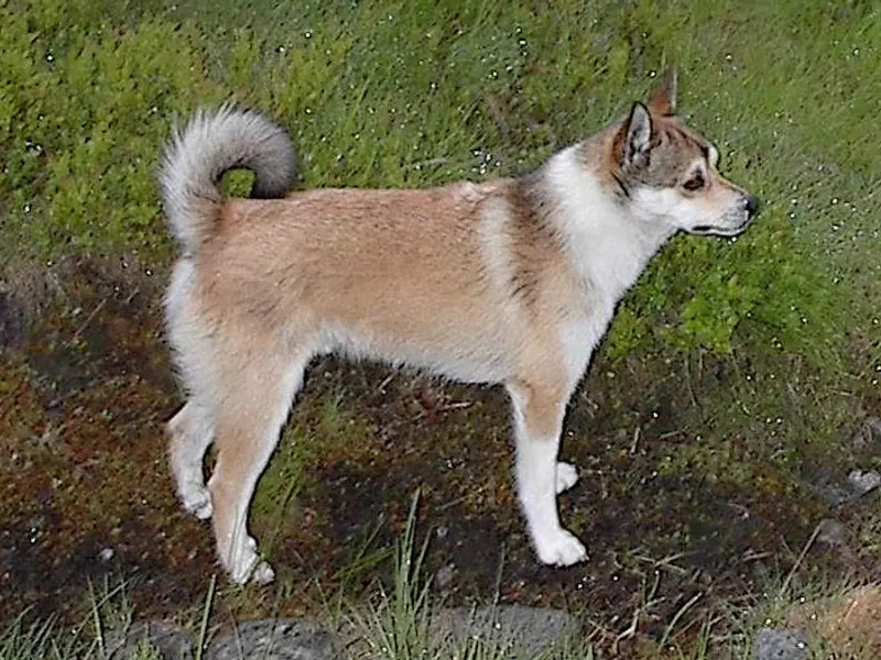 Norwegian Lundehund