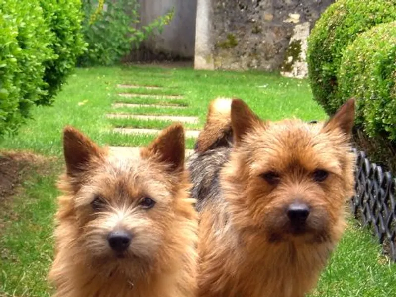 Norwich Terrier