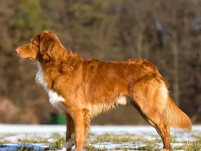 Nova Scotia Duck Tolling Retriever