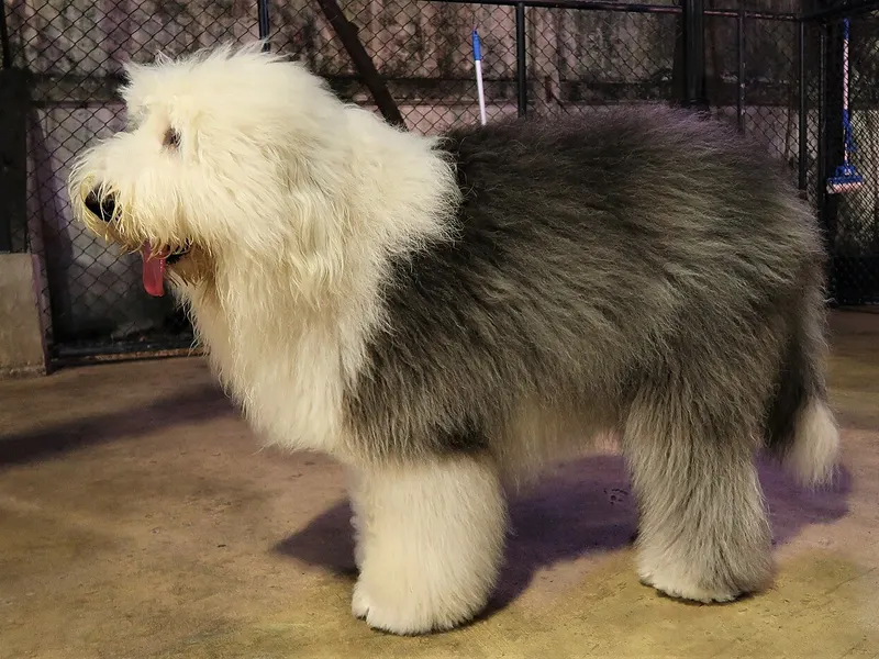 Old English Sheepdog