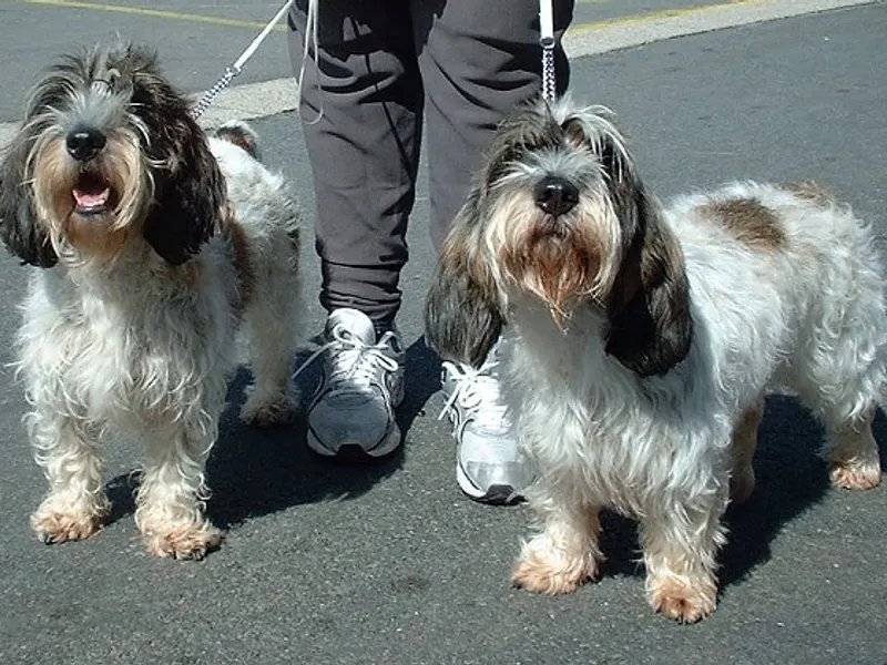 Petit Basset Griffon Vendéen