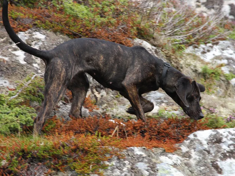 Plott Hound