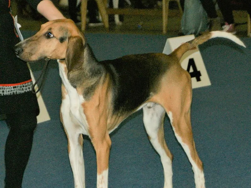 Poitevin