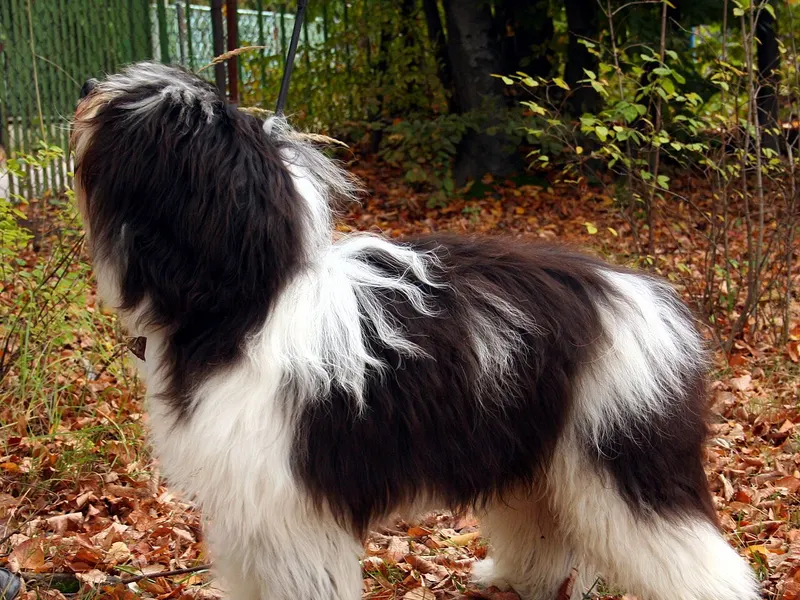 Polish Lowland Sheepdog