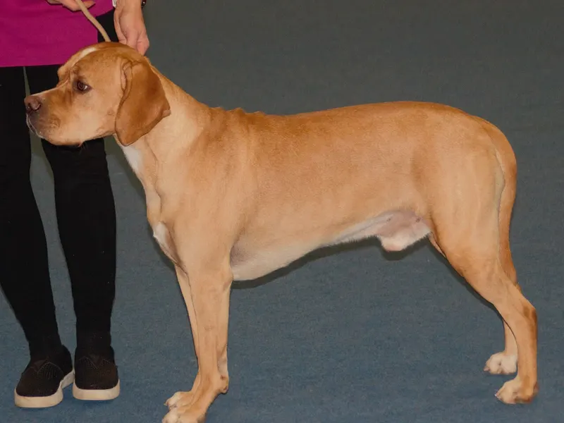 Portuguese Pointer