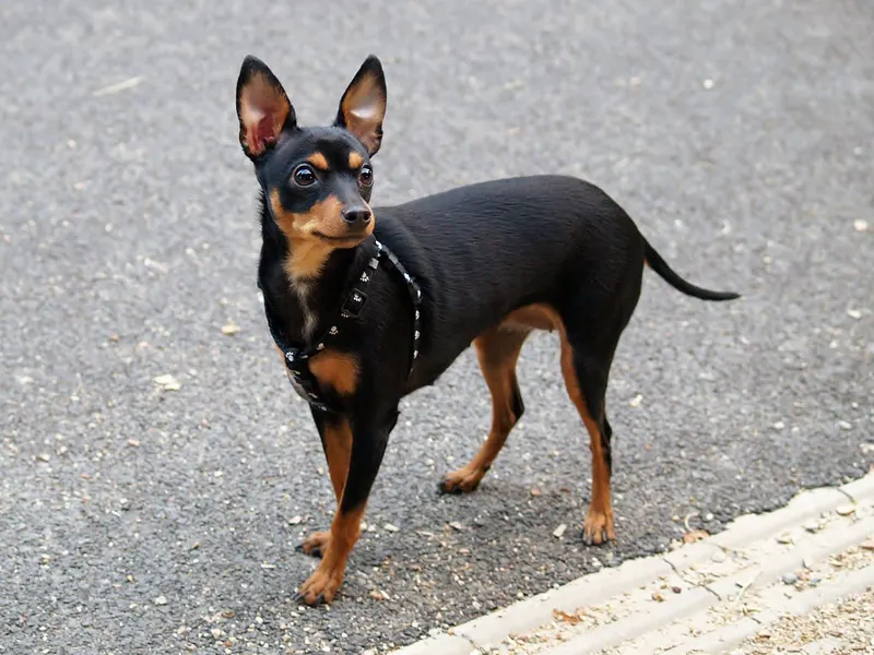 Prague Ratter