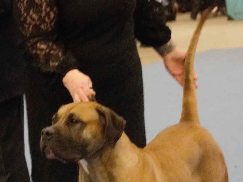 Presa Canario