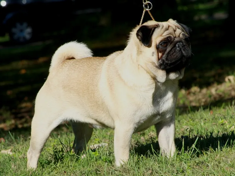 Pug