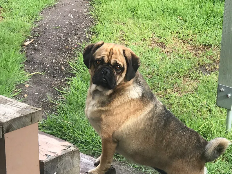 Puggle