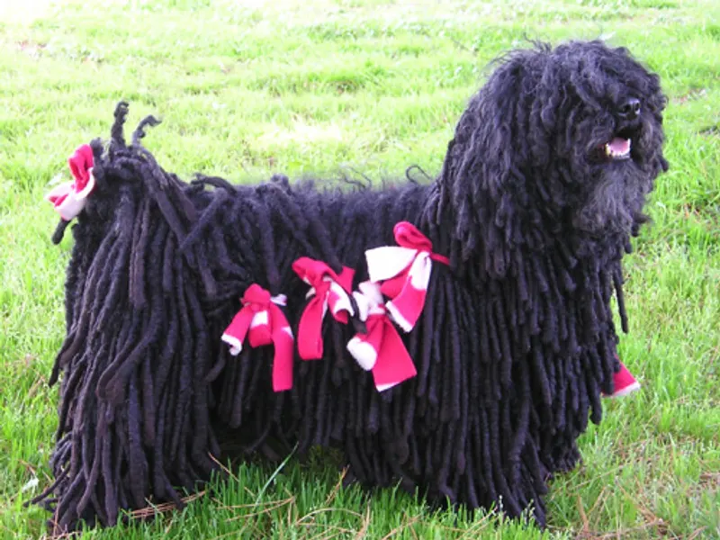 Puli