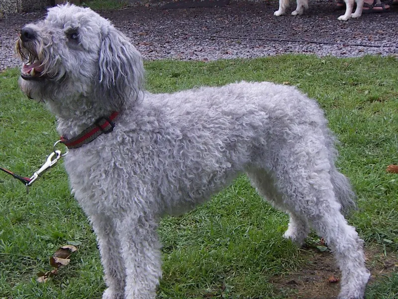 Pumi
