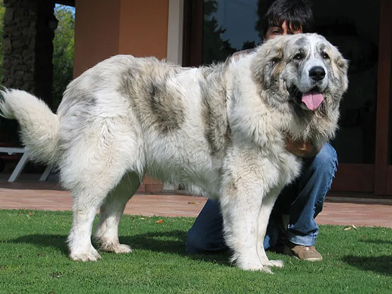 Pyrenean Mastiff