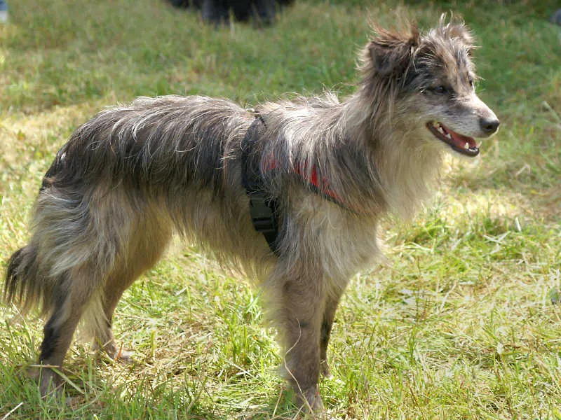 Pyrenean Shepherd