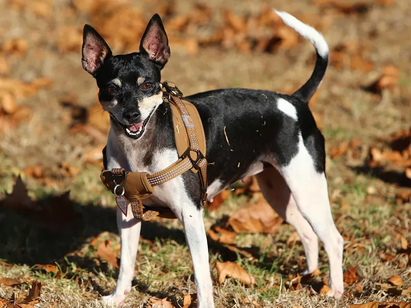 Rat Terrier