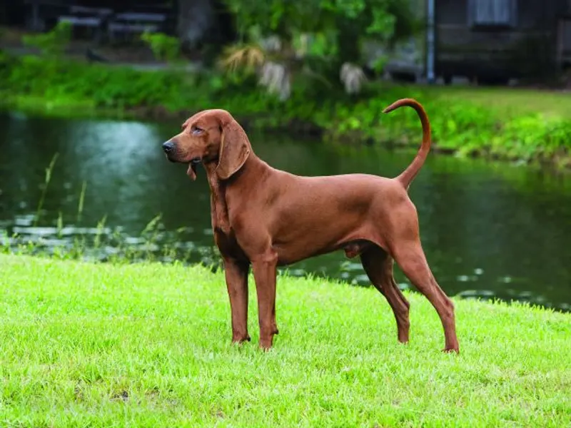 Redbone Coonhound