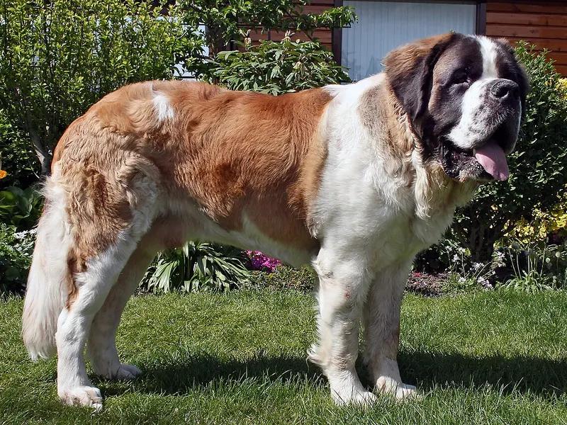 Saint Bernard