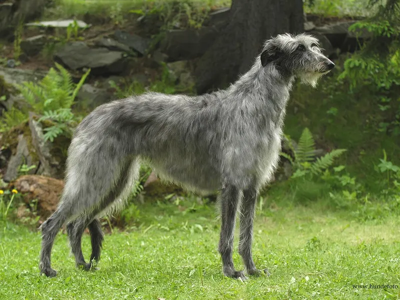 Scottish Deerhound