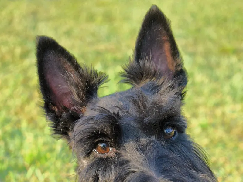 Scottish Terrier
