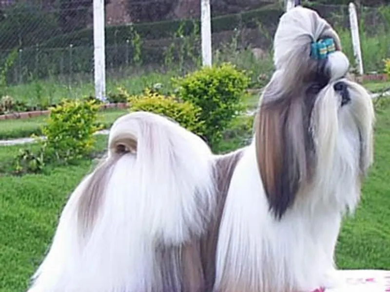 Shih Tzu