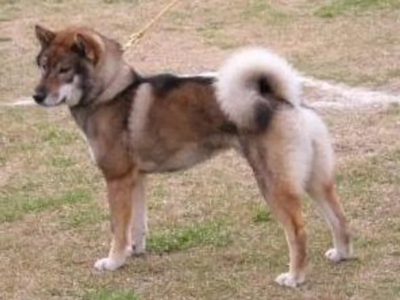 Shikoku