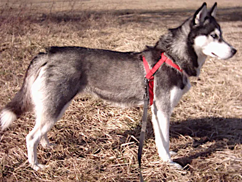 Siberian Husky