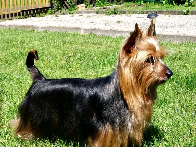 Silky Terrier