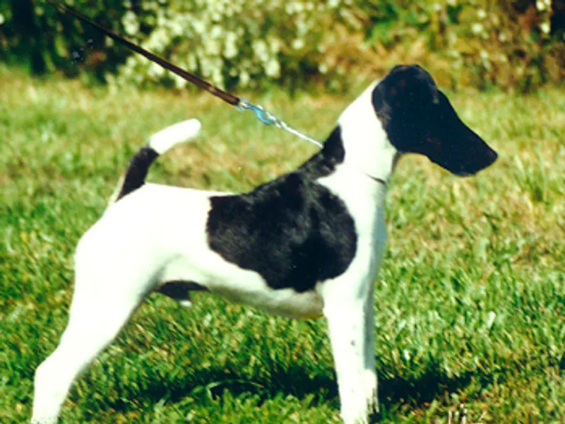 Smooth Fox Terrier