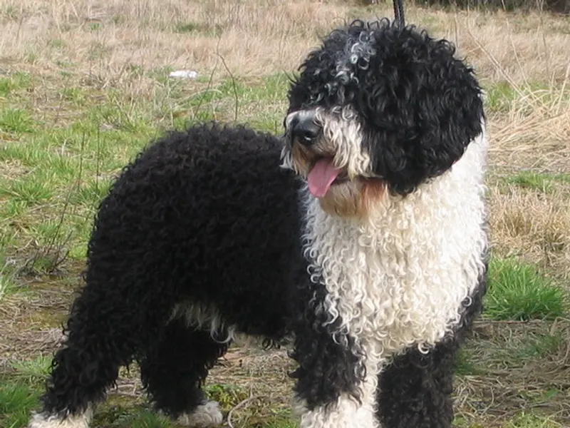 Spanish Water Dog