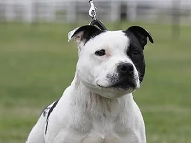 Staffordshire Bull Terrier