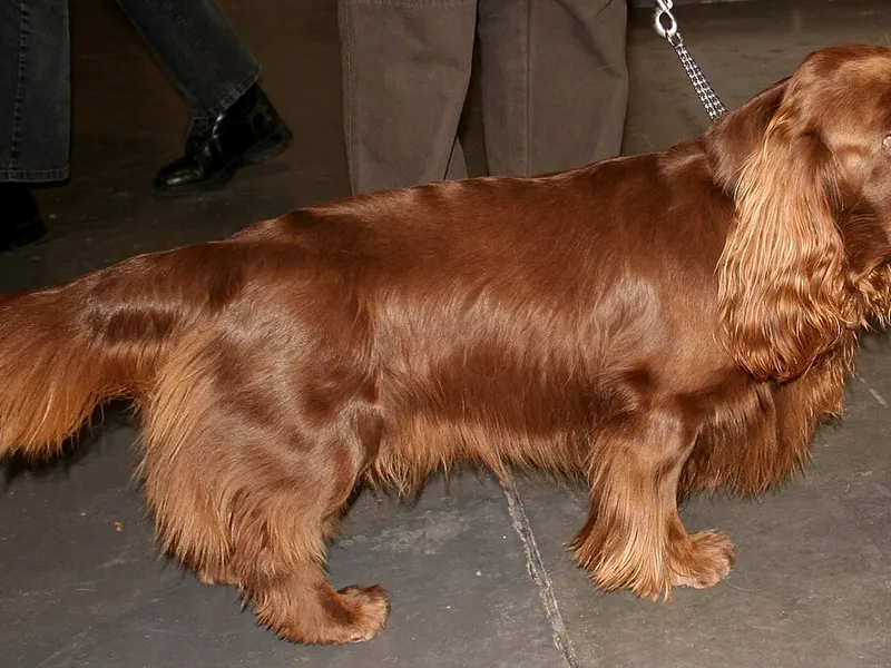 Sussex Spaniel