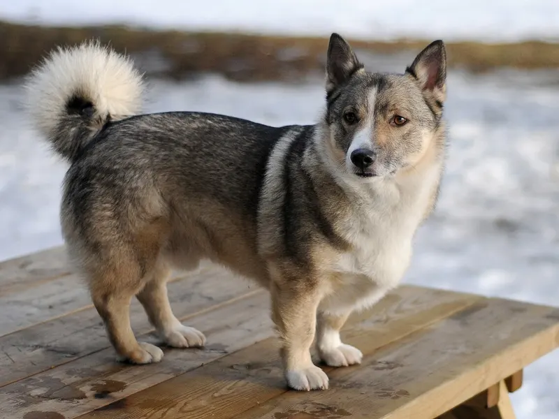 Swedish Vallhund
